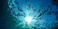 Estudou analisou cerca de 1.200 espécies de criaturas marinhas nos últimos 45 anos  Foto: AFP