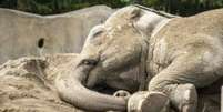 Elefantes têm uma concentração menor de neurônios, o que afeta sua necessidade de sono  Foto: Thinkstock