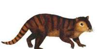Fóssil do animal, que se assemelha a um castor, foi encontrado nos Estados Unidos  Foto: Divulgação/BBC Brasil