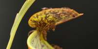 Diferente de outras plantas carnívoras, a N.gracilis consegue a energia para capturar as formigas a partir das gotas de chuva (Foto: Ulrike Bauer)  Foto:  Cortesia de Ulrike Bauer