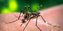 Mosquito Aedes aegypti, responsável pela transmissão dos vírus da dengue, febre chikungunya e Zika  Foto: Divulgação