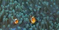 Anêmonas-do-mar são facilmente avistadas no litoral de muitas cidades   Foto: Thinkstock