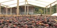 Na Serra do Caparaó, no Espírito Santo, fazendeiros enxergaram que vale investir em qualidade  Foto:  Daniel Gallas/BBC)