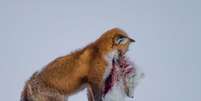 O fotógrafo amador canadense Don Gutoski ganhou a categoria principal de &#039;Fotógrafo de Vida Selvagem do Ano&#039; com sua foto de uma raposa vermelha com o corpo ensanguentado de uma raposa do Ártico em sua boca.  Foto: Divulgação