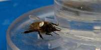 A equipe de pesquisadores usou néctar com cafeína para testar seus efeitos nas abelhas (Foto: Roger Schürch)  Foto:  Roger Schürch