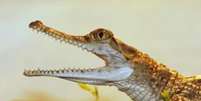 Pela dificuldade de manusear os crocodilos, o estudo trabalhou com animais jovens, de até 50 cm  Foto: Divulgação/BBC Brasil