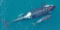 Imagens inéditas registraram orcas ameaçadas de extinção no Pacífico; nesta, é possível ver um filhote que havia nascido há poucos dias  Foto: NOAA Fisheries Vancouver Aquarium