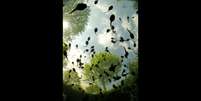Essa foto de um grupo de girinos foi registrada embaixo d'água pelo biólogo Bert Willaert enquanto ele mergulhava em um canal na Bélgica. A imagem foi a grande vencedora do 1º concurso de fotografia "Royal Society Publishing Photography".  Foto: Bert Willaert / Divulgação