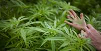 Cannabis Sativa  Foto: Getty Images 