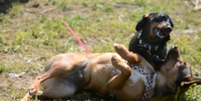 Para chegar às conclusões, cientistas gravaram cachorros brincando em um parque de Palermo, na Itália  Foto: Gilda Cordoni/Universidade de Pisa / BBC News Brasil