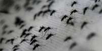 Clima quente e água parada são propícios para a reprodução do mosquito  Foto: Divulgação/BBC Brasil / BBC News Brasil
