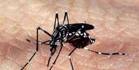O mosquito Aedes aegypti, responsável pela transmissão dos vírus da dengue, febre chikungunya e Zika   Foto: Agência Brasil