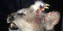 Animal abatido em Idaho apresentava dentes e até bigodes na testa  Foto: Reprodução