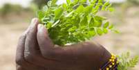 A moringa tem propriedades nutritivas, mas médicos advertem que não deve ser usada indiscriminadamente  Foto:  BBC / BBC News Brasil