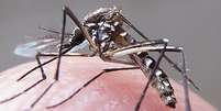 Locais onde há circulação do mosquito Aedes aegypti têm risco de surto moderado ou alto, de acordo com a OMS  Foto: Rafael Neddermeyer/Fotos Públicas / Rafael Neddermeyer/Fotos Públicas