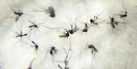 O mosquito Aedes aegypti transmite dengue, febre chikungunya e zika vírus  Foto: Agência Brasil