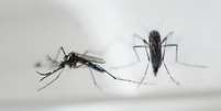 Aedes aegypti, que transmite a zika  Foto: Divulgação/BBC Brasil / BBC News Brasil