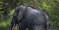 Elefantes são utilizados em vários países como atração para turistas  Foto: Getty Images