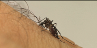 Aedes aegypti, mosquito transmissor do vírus Zika   Foto: Agência Brasil
