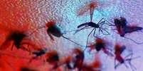 Aedes aegypti é vetor para diversas doenças  Foto: Fernanda Carvalho/Fotos Públicas / Vivo Mais Saudável