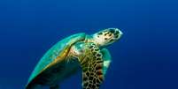 A tartaruga-de-pente (Eretmochelys imbricata) se encontra criticamente ameaçada de extinção segundo a IUCN  Foto: Eco Desenvolvimento