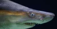 Dentes de tubarões se regeneram por toda a vida  Foto: EPA / BBC News Brasil