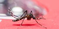 Aedes aegypti é o mosquito transmissor do zika vírus.  Foto: iStock/Getty Images / Vivo Mais Saudável