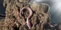 O proteus nada como uma enguia e pode passar dez anos sem comida  Foto: Dragan Arrigler / BBC News Brasil