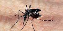 Mosquito Aedes aegypti, transmissor das arboviroses – dengue, zika e chikungunya  Foto: Agência Brasil