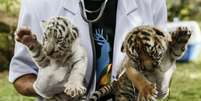 Filhotes de tigre nascidos em 2015 na Indonésia  Foto: Getty Images