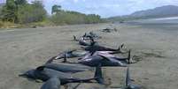 Cerca de 50 golfinhos encalharam em praia do pacífico panamenho  Foto: EFE