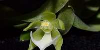 Orquídea descoberta na Amazônia  Foto: Agência Brasil