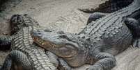 Os cientistas sedaram os animais e colheram o esperma de vários crocodilos de estuário australianos e os incubaram em condições similares aos de um sistema reprodutor feminino  Foto: iStock