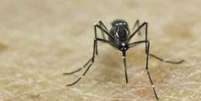 Os cientistas conseguiram infectar o mosquito com o vírus clonado  Foto: Divulgação/BBC Brasil / BBC News Brasil