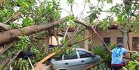 Árvore seringueira, de aproximadamente 40 metros, cai sobre uma casa durante chuva, na Rua Abraão Isaac Halack, na Zona Sul de Ribeirão Preto (SP), nesta segunda-feira (16). A família ficou presa no local.   Foto: Futura Press