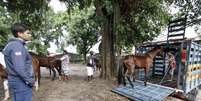 Durante a semana, a prefeitura recolheu 31 cavalos que foram levados para o Centro de Proteção Animal da Fazenda Modelo, em Guaratiba  Foto: Agência Brasil