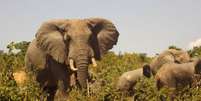 Produtores do Quênia usam fezes de elefante para fazer papel  Foto: BBC / BBC News Brasil