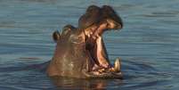 Hipopótamos podem pesar até 2.750 quilos  Foto: BBC / BBC News Brasil