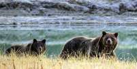 O parque de Yellowstone existe nos EUA h&aacute; 140 anos e &eacute; habitat para ursos grizzly e outros mam&iacute;feros  Foto: Getty Images