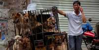 Homem espera por clientes ao lado de jaulas com cachorros para serem vendidos  Foto: EFE
