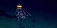 Espécime rara de água-viva têm tentáculos longos e curtos   Foto: NOAA Office of Ocean Exploration and Research / BBCBrasil.com