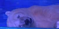 Pizza foi apelidado de “o urso polar mais triste do mundo”  Foto: Animals Asia/Youtube/Reprodução