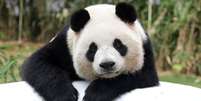 O panda gigante foi por anos um ícone mundial das espécies ameaçadas  Foto: Getty Images
