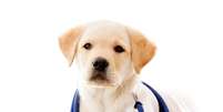 Se o cachorro tiver alguma doença, como a Giárdia, ela pode ser transmitida pela saliva sim  Foto: Andresr / Shutterstock