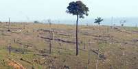 Meta do Brasil na agricultura é restaurar e reflorestar uma área de 12 milhões de hectares   Foto: Agência Brasil