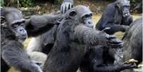 Os chimpanzés foram abandonados com poucas chances de se alimentarem sozinhos  Foto: Getty Images