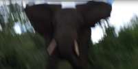 Elefanta ataca pesquisador  Foto: BBC News Brasil