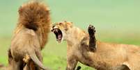 Leões, suricatos e algumas espécies de macacos são letais para os congêneres  Foto: Thinkstock
