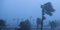 Palmeiras em Ormond Beach mostram a força dos ventos causados pelo furacão Matthew  Foto: Getty Images