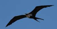 Cientistas acoplaram dispositivos em fragatas de Galápagos para monitorar seu sono durante o voo   Foto: Niels Rattenborg / BBC News Brasil